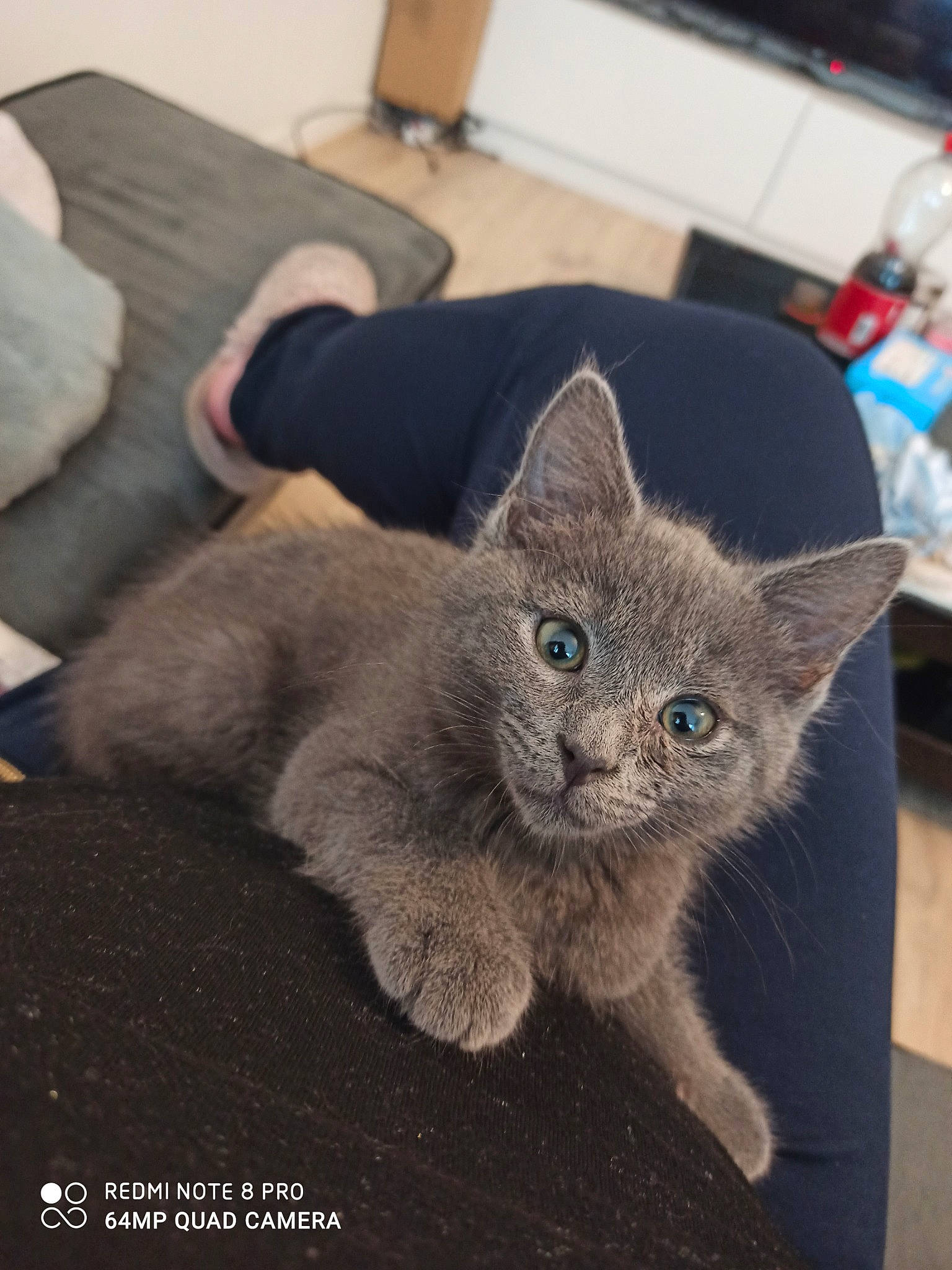 Pisel participe au concours pour gagner de l'argent avec cette photo : asian, british_shorthair, burmese, carnivore, cat, chartreux, domestic_short_haired_cat, fawn, felidae, german_rex, kitten, korat, mammal, nebelung, russian_blue, small_to_medium_sized_cats, vertebrate, whiskers