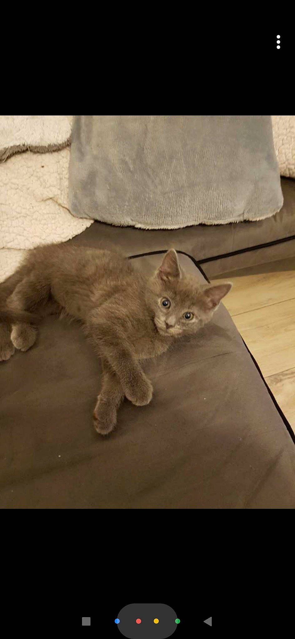 Pisel a rejoint le concours — aidez-le/la à gagner de superbes lots ! asian, british_semi_longhair, carnivore, cat, domestic_short_haired_cat, european_shorthair, fawn, felidae, german_rex, kitten, mammal, nebelung, small_to_medium_sized_cats, vertebrate, whiskers