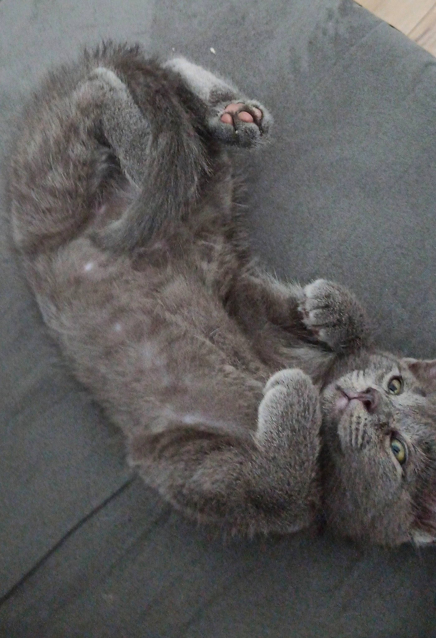 Pisel participe au concours pour gagner de l'argent avec cette photo : british_longhair, british_semi_longhair, british_shorthair, carnivore, cat, european_shorthair, fawn, felidae, fur, norwegian_forest_cat, paw, polydactyl_cat, scottish_fold, small_to_medium_sized_cats, tabby_cat, tail, whiskers