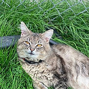 Smokey is registered to the contest to win money with this photo: cat, grass, outdoor, fence, pet, fluffy, collar, bell, animal, nature, relaxed, closeup, whiskers, ears, fur, golden_eyes, daylight, greenery, resting, portrait