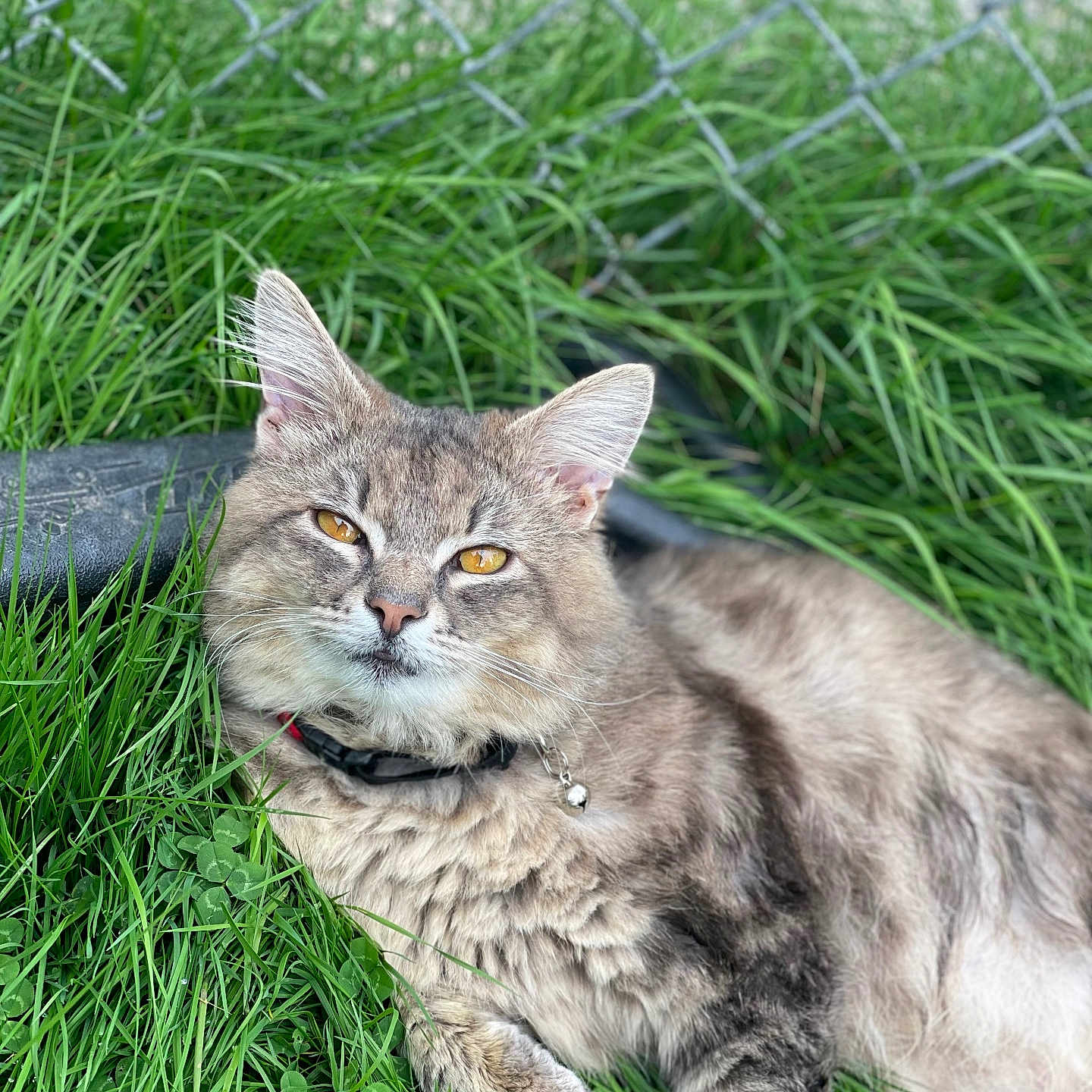 Smokey is registered to the contest to win money with this photo: animal, bell, cat, closeup, collar, daylight, ears, fence, fluffy, fur, golden_eyes, grass, greenery, nature, outdoor, pet, portrait, relaxed, resting, whiskers
