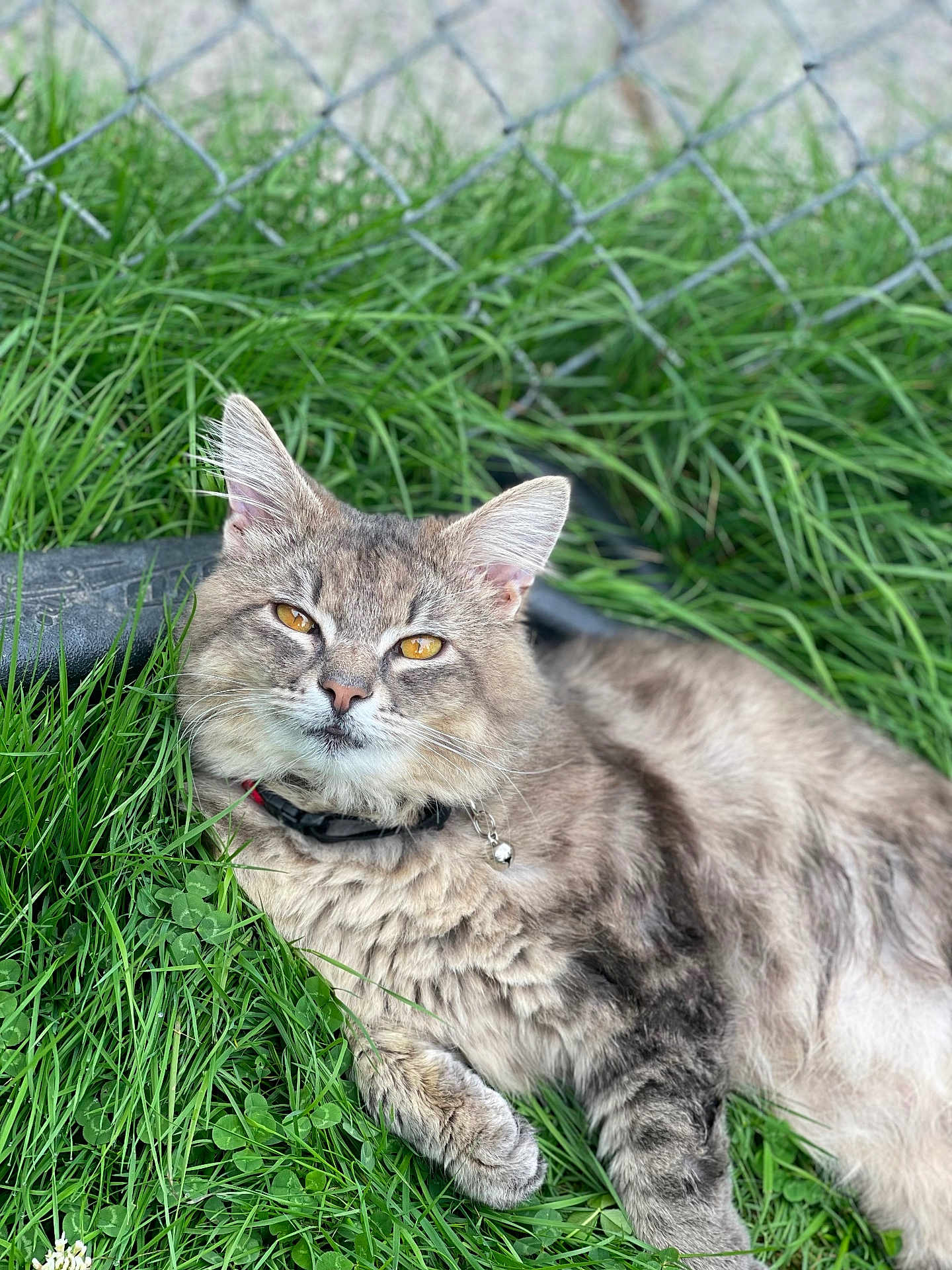 Smokey is registered to the contest to win money with this photo: cat, grass, outdoor, fence, pet, fluffy, collar, bell, animal, nature, relaxed, closeup, whiskers, ears, fur, golden_eyes, daylight, greenery, resting, portrait