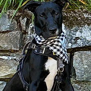 Bailey is registered to the contest to win money with this photo: dog, black_dog, bandana, harness, grass, stone_wall, outdoor, pet, animal, sitting, greenery, leash, nature, canine, fur, ears, collar, portrait, alert, daylight