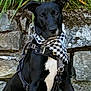 dog, black_dog, bandana, harness, grass, stone_wall, outdoor, pet, animal, sitting, greenery, leash, nature, canine, fur, ears, collar, portrait, alert, daylight