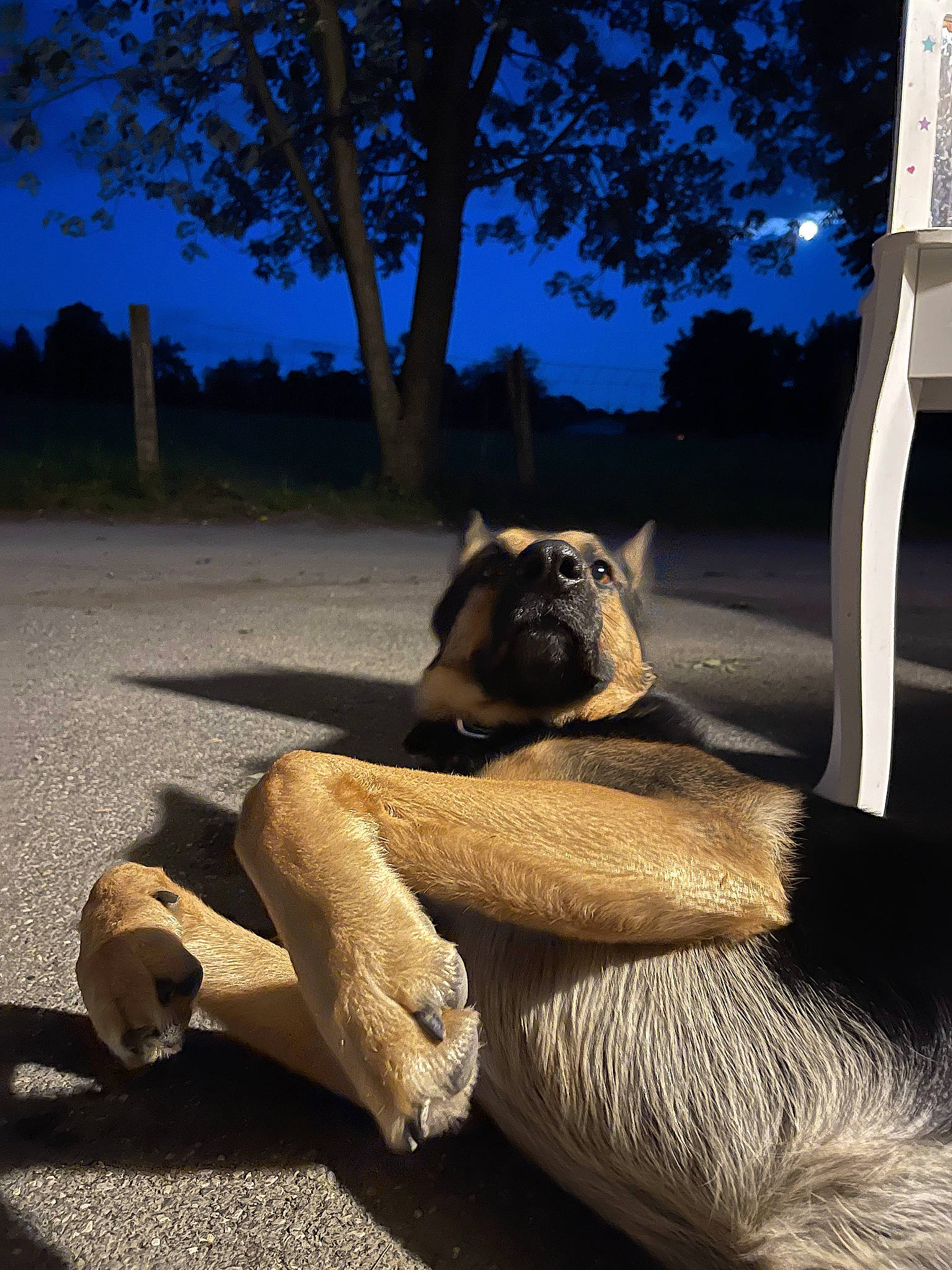 Scooby is registered to the contest to win money with this photo: companion_dog, darkness, dog_breed, fawn, felidae, flash_photography, grass, human_leg, landscape, morning, plant, shadow, sky, snout, tail, terrestrial_animal, tints_and_shades, tree, trunk, wood