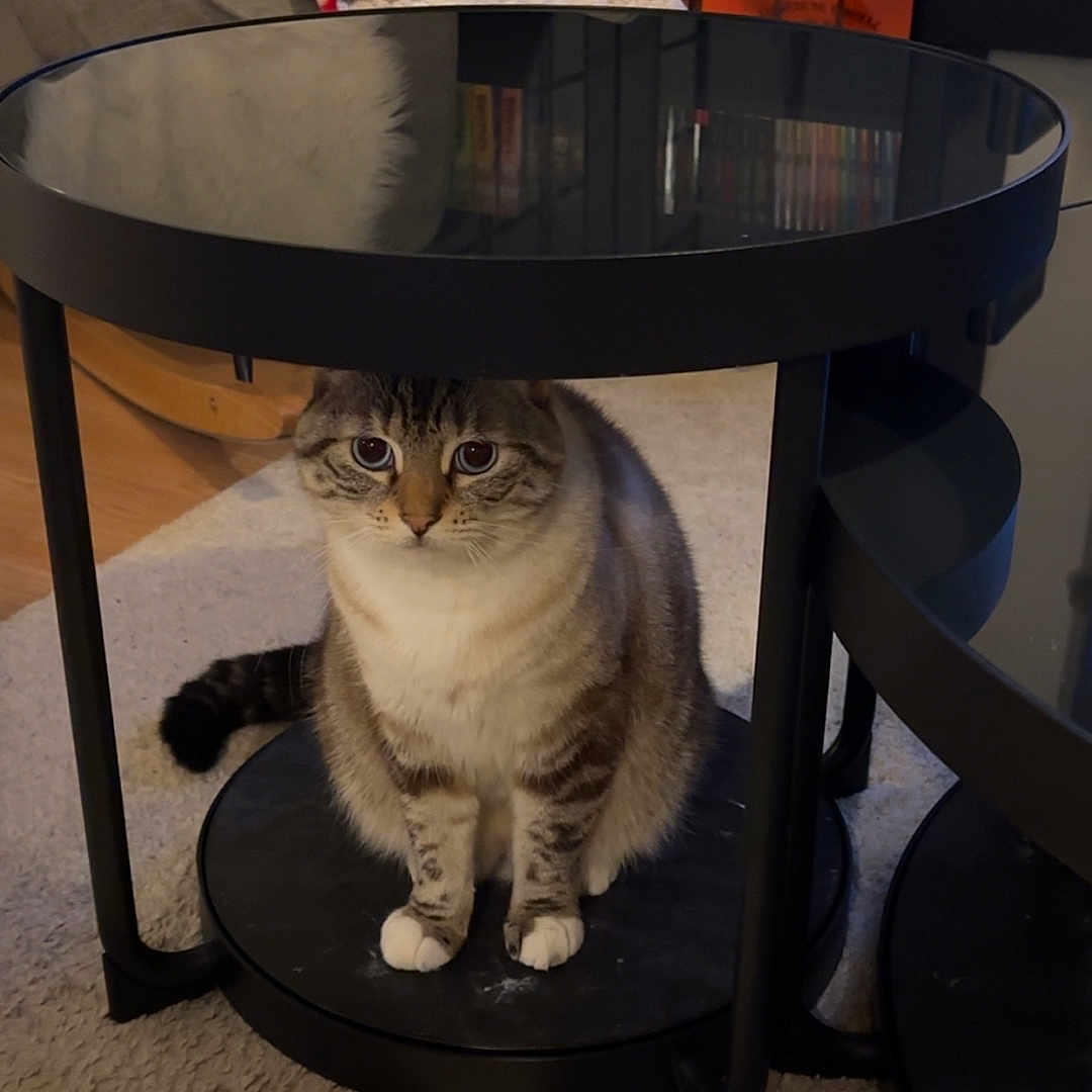 Nala a rejoint le concours — aidez-le/la à gagner de superbes lots ! abyssinian, animal, architecture, building, cat, chair, coffeetable, couch, diningtable, furniture, hardwood, indoors, livingroom, manx, pet, plywood, room, table, tabletop, wood