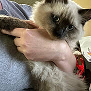 Gigi is registered to the contest to win money with this photo: cat, fluffy, blue_eyes, pet, indoor, person, hand, gray_shirt, curious, calm, fur, face, holding, cozy, home, red_chair, background, animal, domestic, closeup