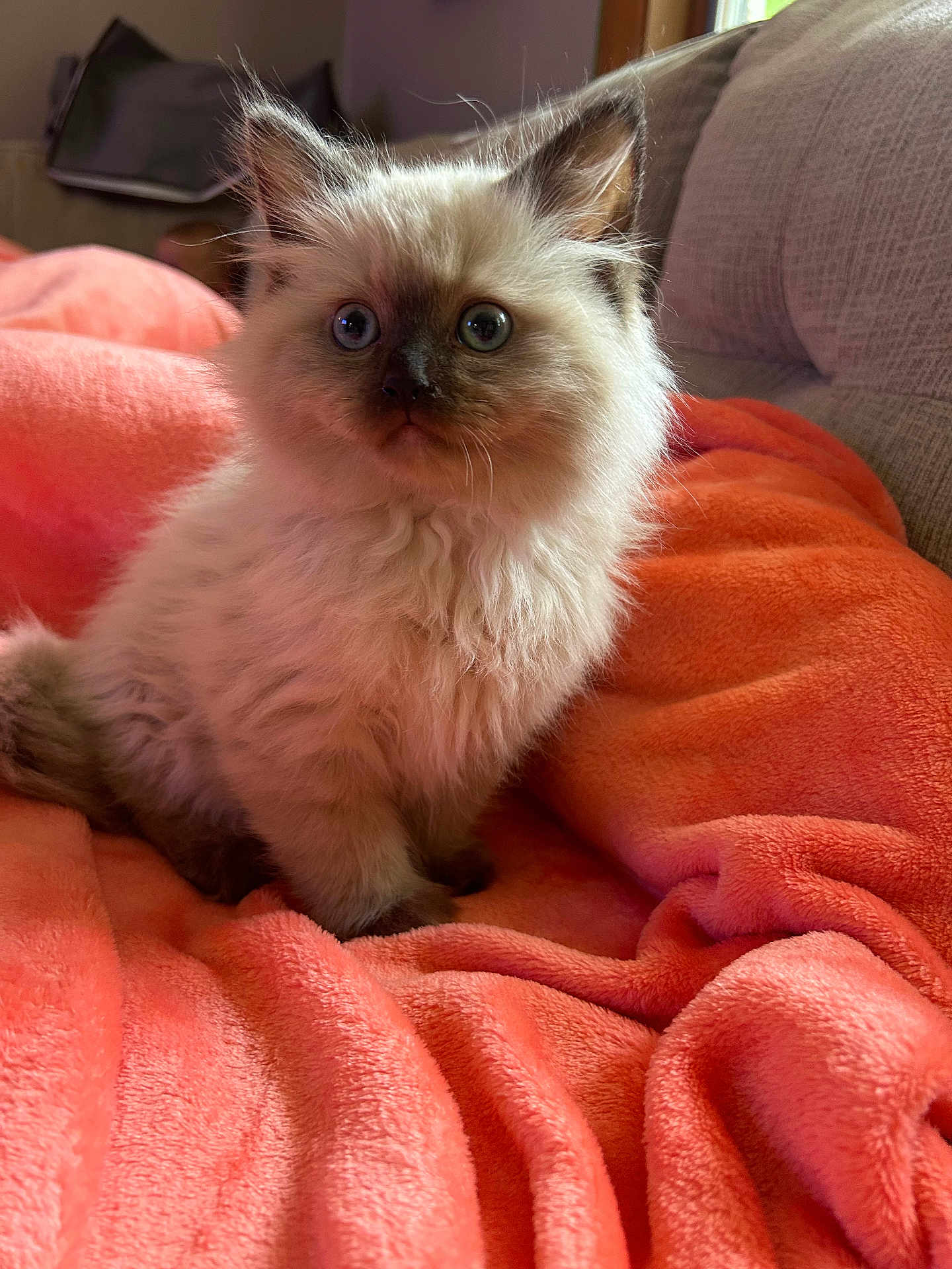 Gigi joined the competition — help win amazing prizes! kitten, cat, fluffy, pet, animal, cute, orange_blanket, cozy, indoor, fur, small, young, domestic, whiskers, ears, eyes, sitting, soft, comfort, couch