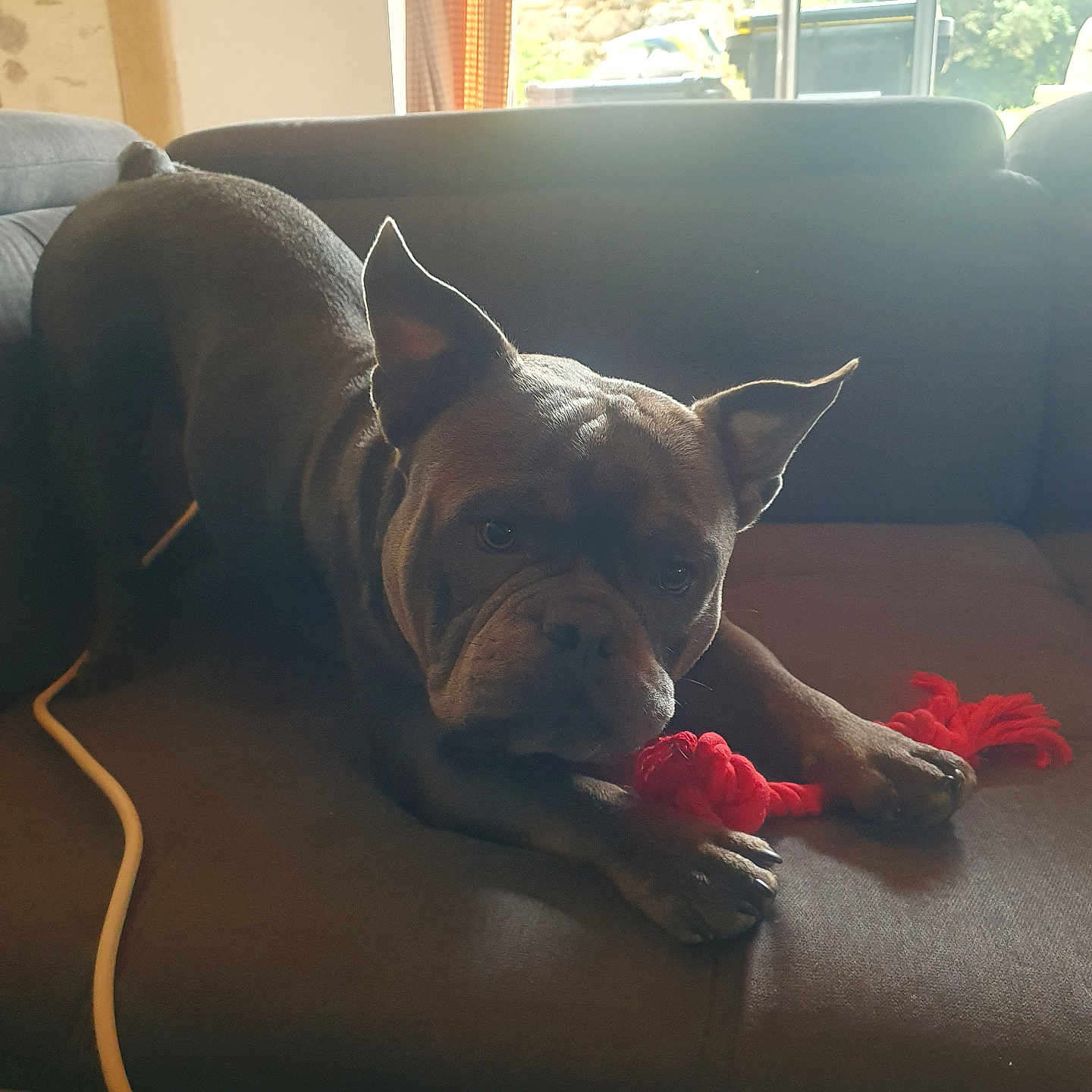 Ragnar participe au concours pour gagner de l'argent avec cette photo : animal, architecture, boxer, building, bulldog, canine, chair, couch, cushion, dog, frenchbulldog, furniture, homedecor, indoors, interiordesign, livingroom, pet, pitbull, puppy, room