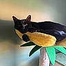Nyx is registered to the contest to win money with this photo: cat, black_cat, pet, feline, animal, whiskers, green_eyes, pointed_ears, paws, fur, lounging, relaxed, sleepy, cat_tree, scratching_post, plush, banana_shape, tropical, indoor, portrait