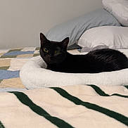 Nyx is registered to the contest to win money with this photo: black_cat, cat, pet, feline, lying_down, lounging, bed, pet_bed, blanket, pillows, bedroom, indoors, cozy, black_fur, green_eyes, animal_portrait, relaxed, home, soft_furnishings, photography