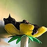 Nyx joined the competition — help win amazing prizes! cat, black_cat, pet, animal, sleeping, lounging, relaxed, upside_down, paws, whiskers, ears, fur, banana, banana_bed, hammock, cat_tree, scratching_post, green_leaves, sunlight, indoor