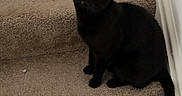 Nyx is registered to the contest to win money with this photo: cat, black_cat, green_eyes, animal, pet, feline, sitting, staircase, carpet, indoors, home, portrait, looking_at_camera, tail, ears, whiskers, dark_fur, cute, alert, hallway