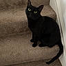 cat, black_cat, green_eyes, animal, pet, feline, sitting, staircase, carpet, indoors, home, portrait, looking_at_camera, tail, ears, whiskers, dark_fur, cute, alert, hallway
