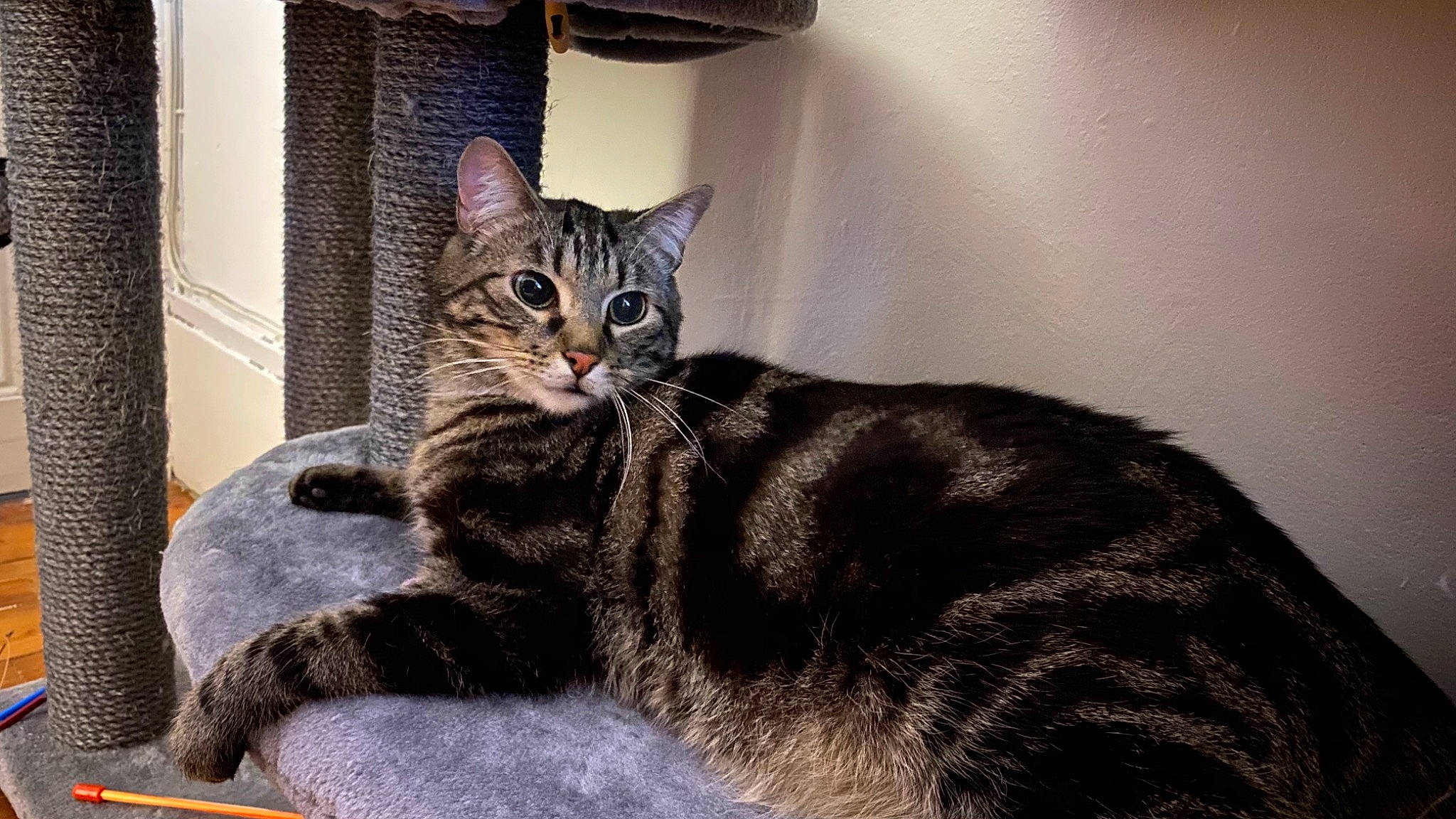 Tigrou a rejoint le concours — aidez-le/la à gagner de superbes lots ! carnivore, cat, cat_furniture, cat_supply, claw, comfort, domestic_short_haired_cat, felidae, fur, grey, paw, sitting, small_to_medium_sized_cats, snout, tail, terrestrial_animal, tree, whiskers, wildlife, window