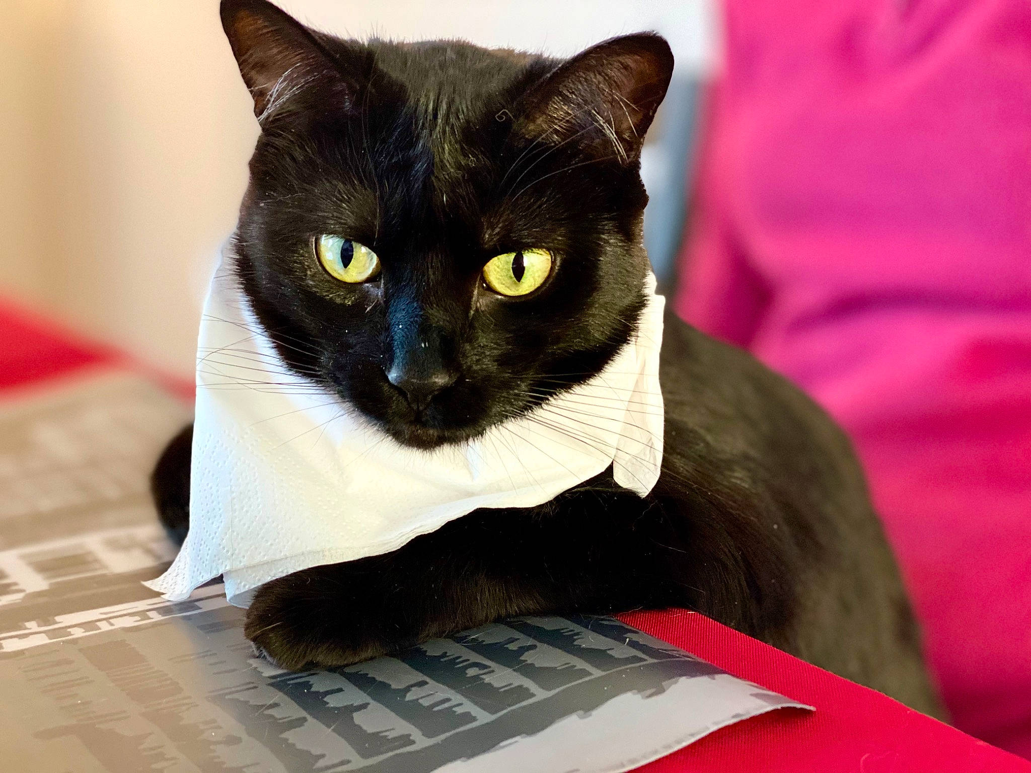 Sidonie a rejoint le concours — aidez-le/la à gagner de superbes lots ! black_cat, box, carmine, carnivore, cat, cat_supply, comfort, domestic_short_haired_cat, eye, felidae, flooring, fur, pet_supply, small_to_medium_sized_cats, snout, whiskers, working_animal