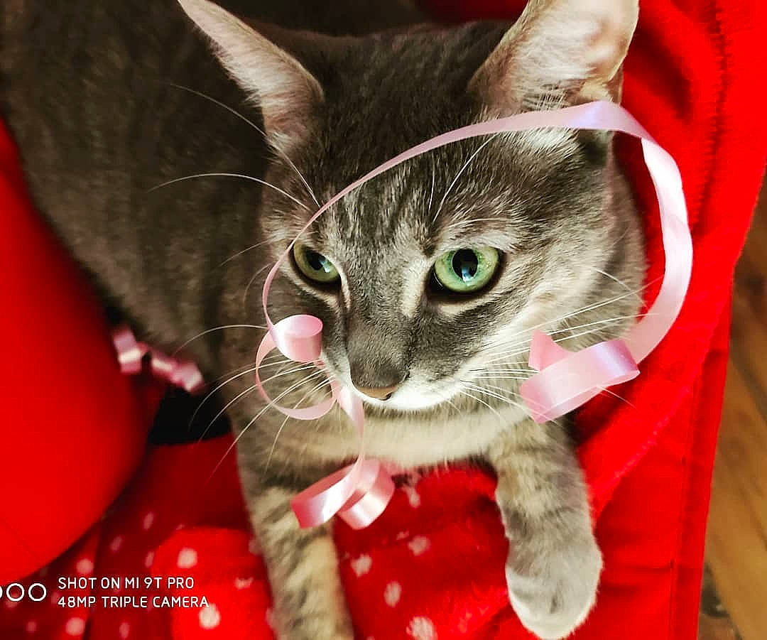 Luna a rejoint le concours — aidez-le/la à gagner de superbes lots ! american_wirehair, asian, carnivore, cat, devon_rex, domestic_short_haired_cat, ear, european_shorthair, fawn, felidae, german_rex, kitten, mammal, oriental_shorthair, small_to_medium_sized_cats, snout, tabby_cat, vertebrate, whiskers