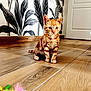 kitten, cat, orange_tabby, pet, indoor, wooden_floor, feather_toy, curious, animal, small, cute, feline, playful, flooring, wallpaper, door, background, domestic, young, attention