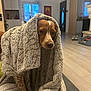 dog, blanket, indoor, living_room, furniture, floor, window, door, carpet, pet, cozy, brown, white, fur, home, relaxed, animal, cute, portrait, wrapped