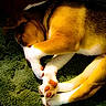 Whiskey is registered to the contest to win money with this photo: dog, sleeping, paws, curled_up, brown_fur, white_fur, carpet, indoor, cozy, pet, animal, resting, close_up, fur_texture, cute, relaxed, domestic_animal, paw_pads, quiet, calm