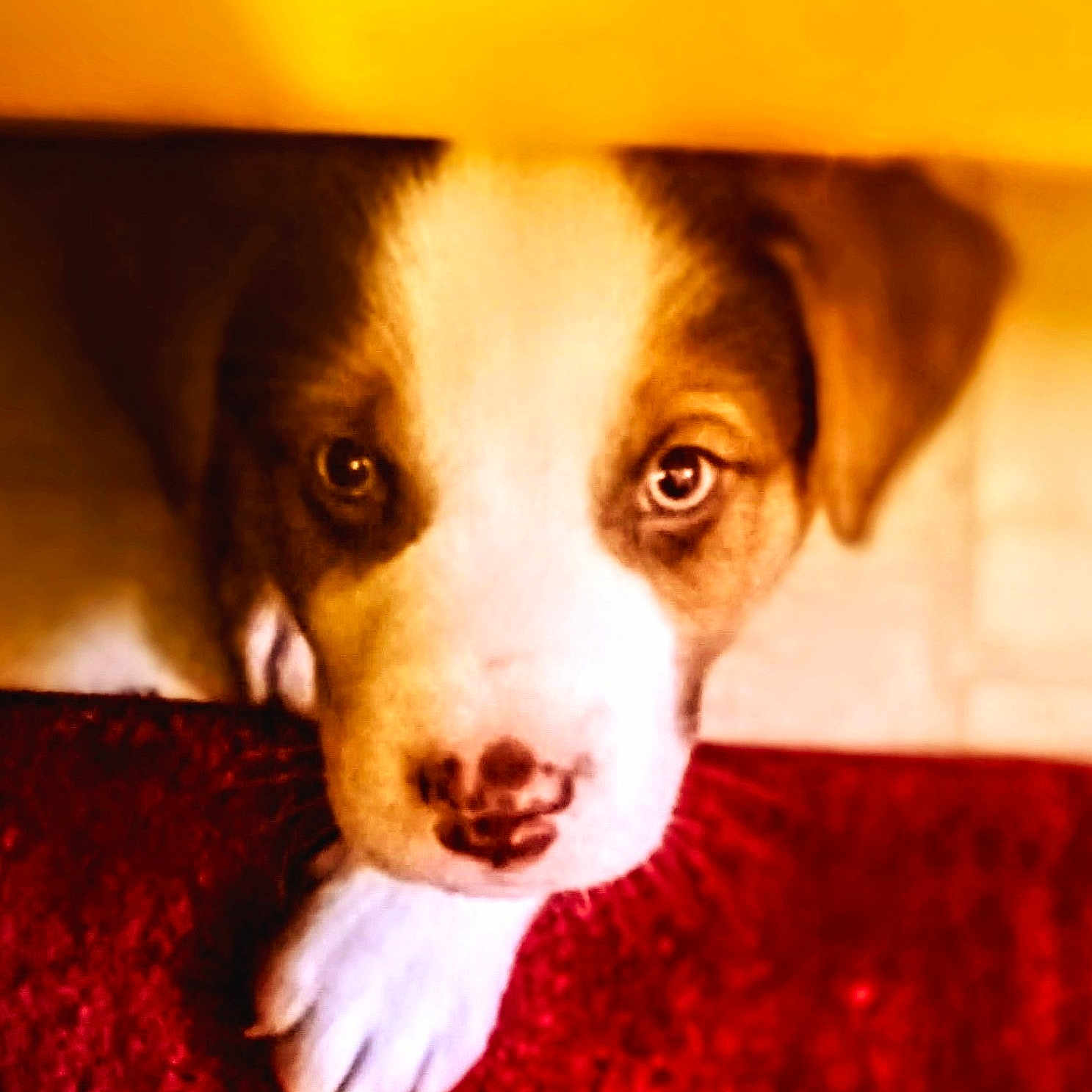 Whiskey joined the competition — help win amazing prizes! puppy, dog, close_up, pet, animal, face, paw, indoors, red, yellow, cute, fur, nose, ears, looking_up, portrait, young, domestic_animal, friendly, warm_light