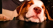 Whiskey joined the competition — help win amazing prizes! dog, sleeping, close_up, resting, nose, paw, fur, cozy, pet, animal, brown, white, indoor, calm, relaxed, cute, laying, face, muzzle, whiskers