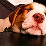 dog, sleeping, close_up, resting, nose, paw, fur, cozy, pet, animal, brown, white, indoor, calm, relaxed, cute, laying, face, muzzle, whiskers