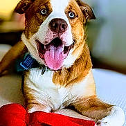 Whiskey joined the competition — help win amazing prizes! animal, bed, blue_eyes, brown_and_white, canine, close_up, collar, cute, dog, domestic, friendly, fur, happy, indoor, lying_down, pet, playful, red_toy, texture, tongue_out