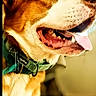 animal, bright_eyes, brown_and_white, canine, close_up, collar, companion, dog, domestic_animal, ears, excited, friendly, fur, happy, indoor, looking_up, mouth_open, pet, portrait, tongue_out