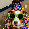 accessory, animal, brown_dog, celebration, closeup, colorful, confetti, cute, dog, festive, floor, fun, green_sunglasses, indoor, party, pet, playful, standing, sunglasses, white_paws