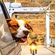 Whiskey joined the competition — help win amazing prizes! dog, car, window, road, motorcycle, outdoor, vehicle, animal, transportation, travel, happy, pet, motion, highway, daytime, head_out_window, scenic, sky, landscape, brown_and_white_dog