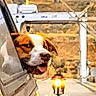 dog, car, window, road, motorcycle, outdoor, vehicle, animal, transportation, travel, happy, pet, motion, highway, daytime, head_out_window, scenic, sky, landscape, brown_and_white_dog