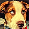 Whiskey joined the competition — help win amazing prizes! animal, blue_eyes, canine, car_interior, close_up, collar, cute, dog, domestic_animal, ears, fur, indoor, looking_away, pet, portrait, puppy, red_tag, snout, whiskers, young_dog