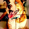 animal, blue_eyes, brown_and_white, canine, close_up, collar, cute, dog, domestic_animal, happy, indoor, pet, playful, portrait, red_toy, shadow, sitting, sunlight, tongue_out, toy