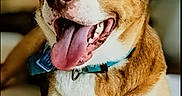 Whiskey is registered to the contest to win money with this photo: animal, blue_eyes, brown_fur, canine, close_up, collar, cute, dog, domestic_animal, friendly, happy, indoor, laying, mammal, pet, playing, red_toy, tongue_out, toy, white_fur