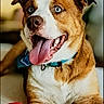 Whiskey is registered to the contest to win money with this photo: animal, blue_eyes, brown_fur, canine, close_up, collar, cute, dog, domestic_animal, friendly, happy, indoor, laying, mammal, pet, playing, red_toy, tongue_out, toy, white_fur
