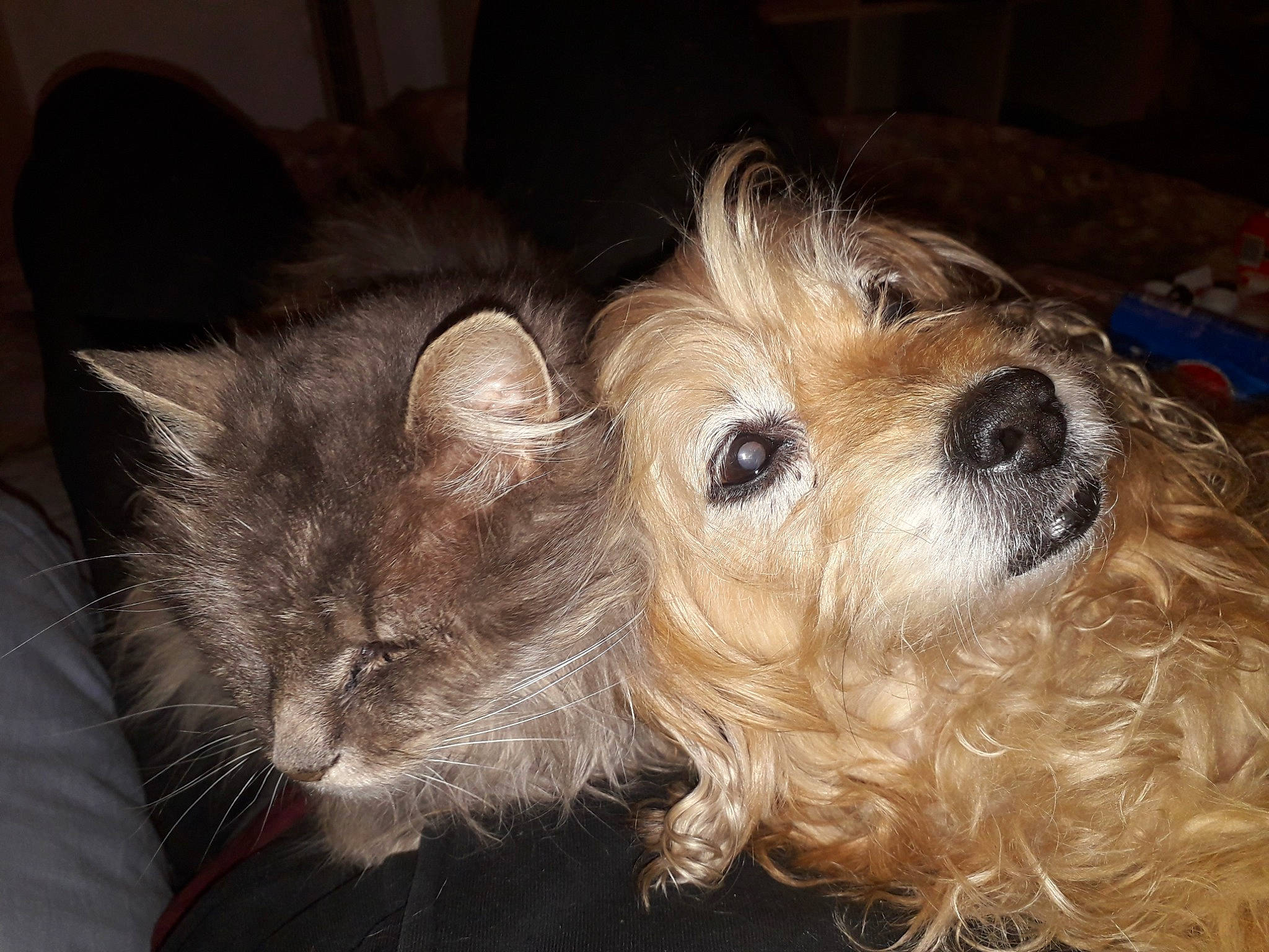 Nina participe au concours pour gagner de l'argent avec cette photo : cairn_terrier, canidae, carnivore, companion_dog, dog, dog_breed, dutch_smoushond, glen_of_imaal_terrier, mammal, morkie, norfolk_terrier, norwich_terrier, puppy, schnoodle, small_terrier, snout, sporting_lucas_terrier, terrier, vertebrate, west_highland_white_terrier