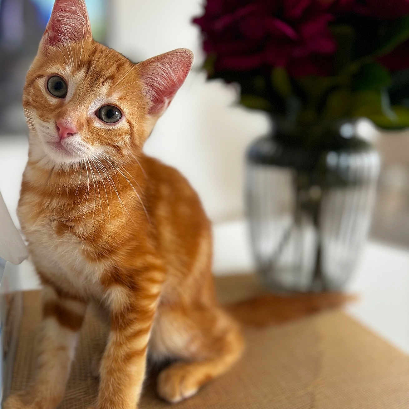 Tchoupi participe au concours pour gagner de l'argent avec cette photo : abyssinian, animal, cat, flower, flowerarrangement, flowerbouquet, geranium, hardwood, jar, kitten, manx, pet, petal, plant, plywood, pottedplant, pottery, rose, vase, wood