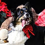 dog, panting, red_bow, black_fur, white_fur, brown_fur, poinsettia, flower, plant, blanket, cozy, indoor, pet, animal, tongue_out, festive, holiday, portrait, cute, fur