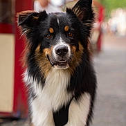 Volt participe au concours pour gagner de l'argent avec cette photo : dog, tricolor, fluffy_fur, outdoor, street, pet, animal, canine, portrait, curious, closeup, fur, ears, muzzle, brown_eyes, black_fur, white_fur, tan_fur, standing, daylight