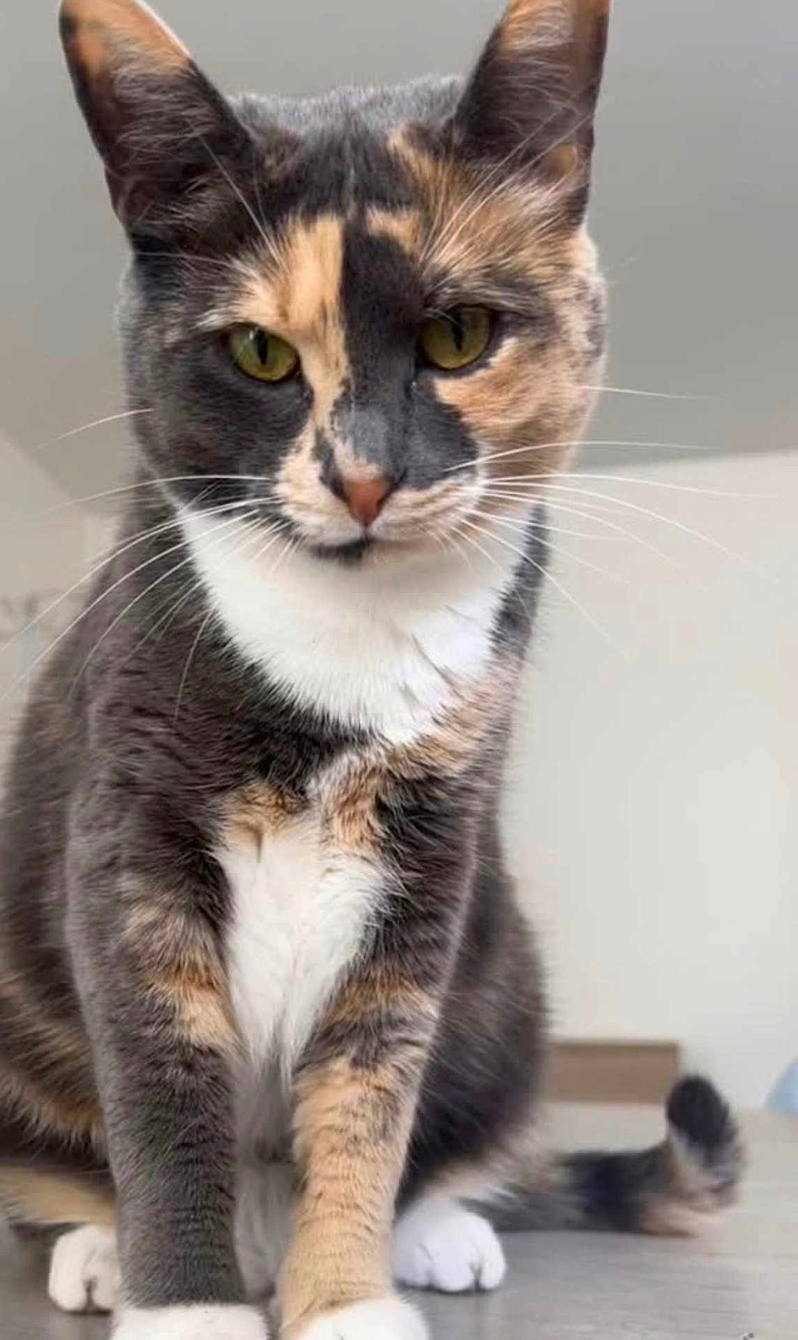 Joy participe au concours pour gagner de l'argent avec cette photo : cat, calico_cat, pet, animal, feline, whiskers, fur, sitting, close_up, indoor, curious, face, paws, tail, domestic_animal, mammal, cute, portrait, eyes, focusing