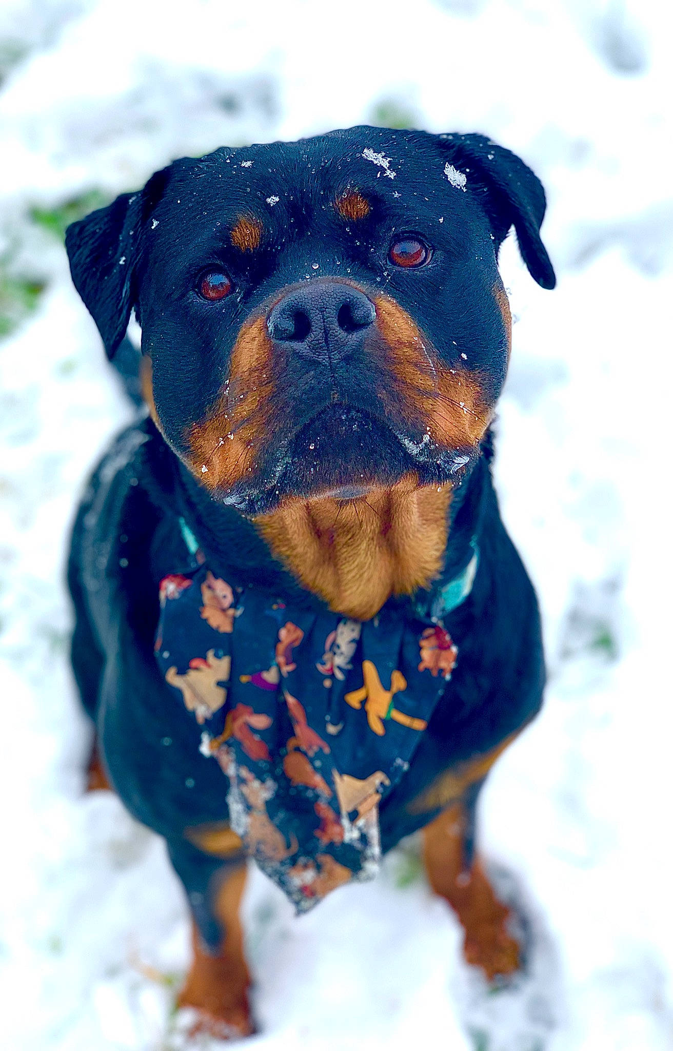 Phoster a rejoint le concours — aidez-le/la à gagner de superbes lots ! canidae, carnivore, collar, companion_dog, dog, dog_breed, dog_clothes, dog_collar, dog_supply, electric_blue, fawn, freezing, fur, pet_supply, snout, snow, sporting_group, winter, working_animal, working_dog