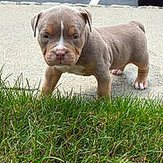Moncler joined the competition — help win amazing prizes! puppy, dog, grass, sidewalk, outdoor, young, pet, cute, animal, brown, white_paw, small, canine, standing, nature, fur, ears, snout, alert, background