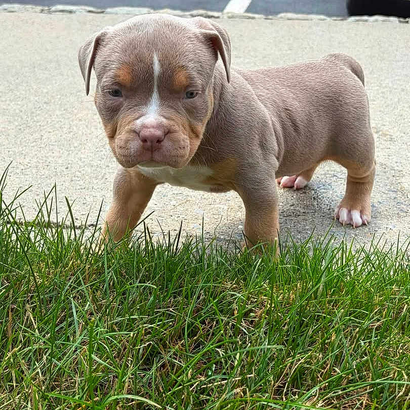 Moncler joined the competition — help win amazing prizes! puppy, dog, grass, sidewalk, outdoor, young, pet, cute, animal, brown, white_paw, small, canine, standing, nature, fur, ears, snout, alert, background