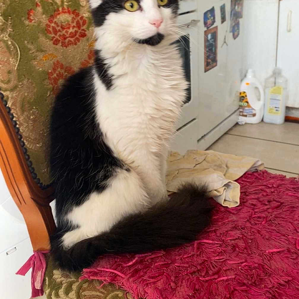 Misfit participe au concours pour gagner de l'argent avec cette photo : appliance, black_and_white, cat, chair, curious, domestic, feline, floor, fluffy, fur, green, indoor, kitchen, patterned, pet, pink, sitting, textured, tile, vintage
