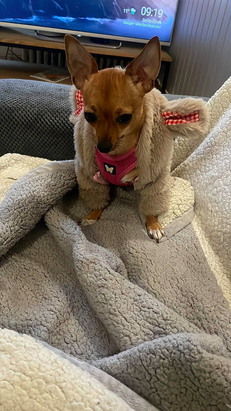 Moly participe au concours pour gagner de l'argent avec cette photo : canidae, carnivore, comfort, companion_dog, dog, dog_breed, dog_supply, fawn, flooring, fur, linens, paw, snout, sporting_group, street_dog, tail, toy_dog, whiskers, wood, working_animal