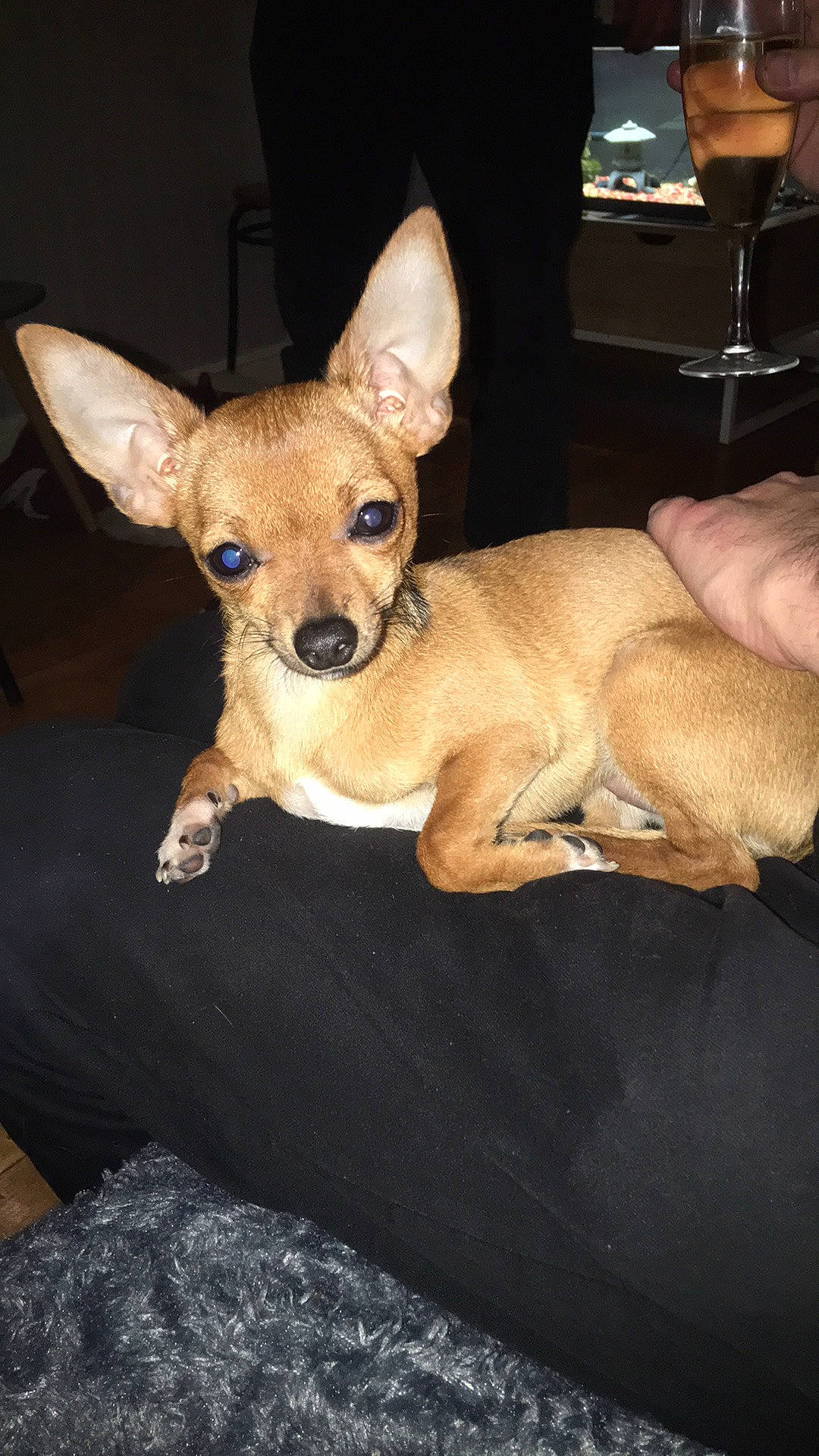 Moly participe au concours pour gagner de l'argent avec cette photo : canidae, carnivore, chihuahua, companion_dog, dog, dog_breed, ear, fawn, fur, mobile_phone, prazsky_krysarik, russkiy_toy, snout, sporting_group, tableware, terrestrial_animal, toy_dog, watch, whiskers, working_animal