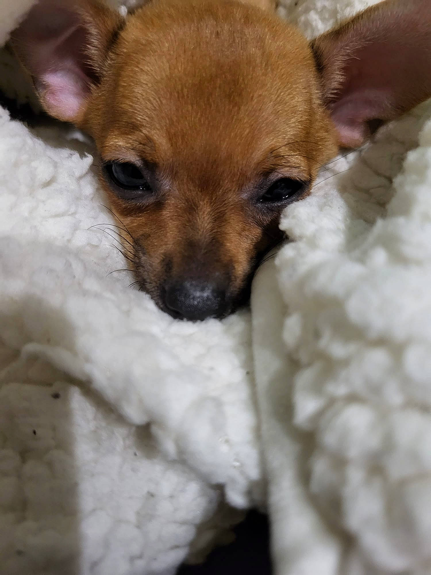 Moly participe au concours pour gagner de l'argent avec cette photo : canidae, carnivore, chihuahua, close_up, collar, companion_dog, corgi_chihuahua, dog, dog_breed, ear, fawn, fur, puppy, snout, sporting_group, terrestrial_animal, terrier, toy_dog, whiskers, working_animal