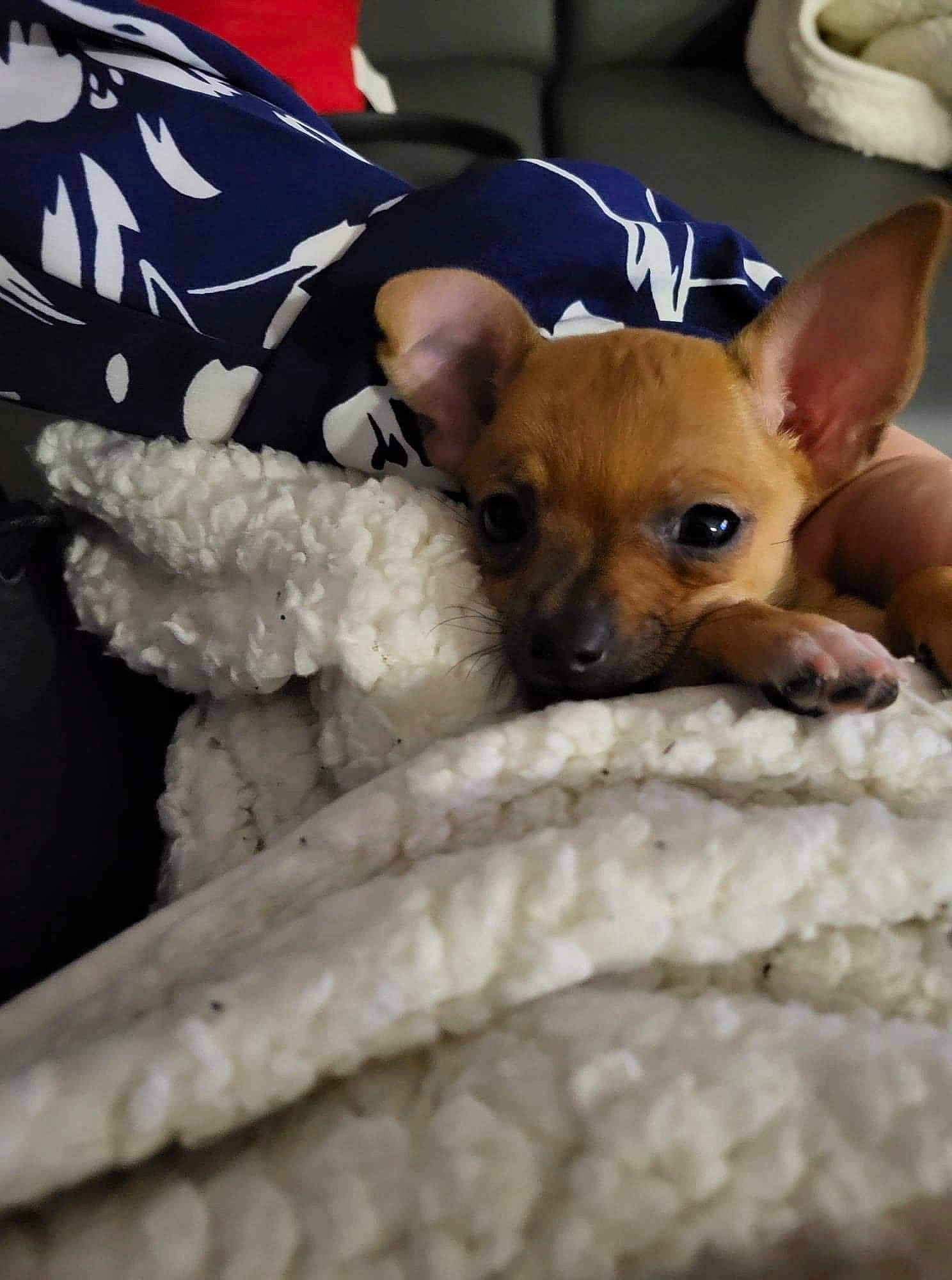 Moly a rejoint le concours — aidez-le/la à gagner de superbes lots ! canidae, carnivore, chihuahua, companion_dog, dog, dog_breed, fawn, flag, flag_of_the_united_states, fur, paw, prazsky_krysarik, russkiy_toy, snout, soft_drink, sporting_group, toy_dog, whiskers, wing, working_animal