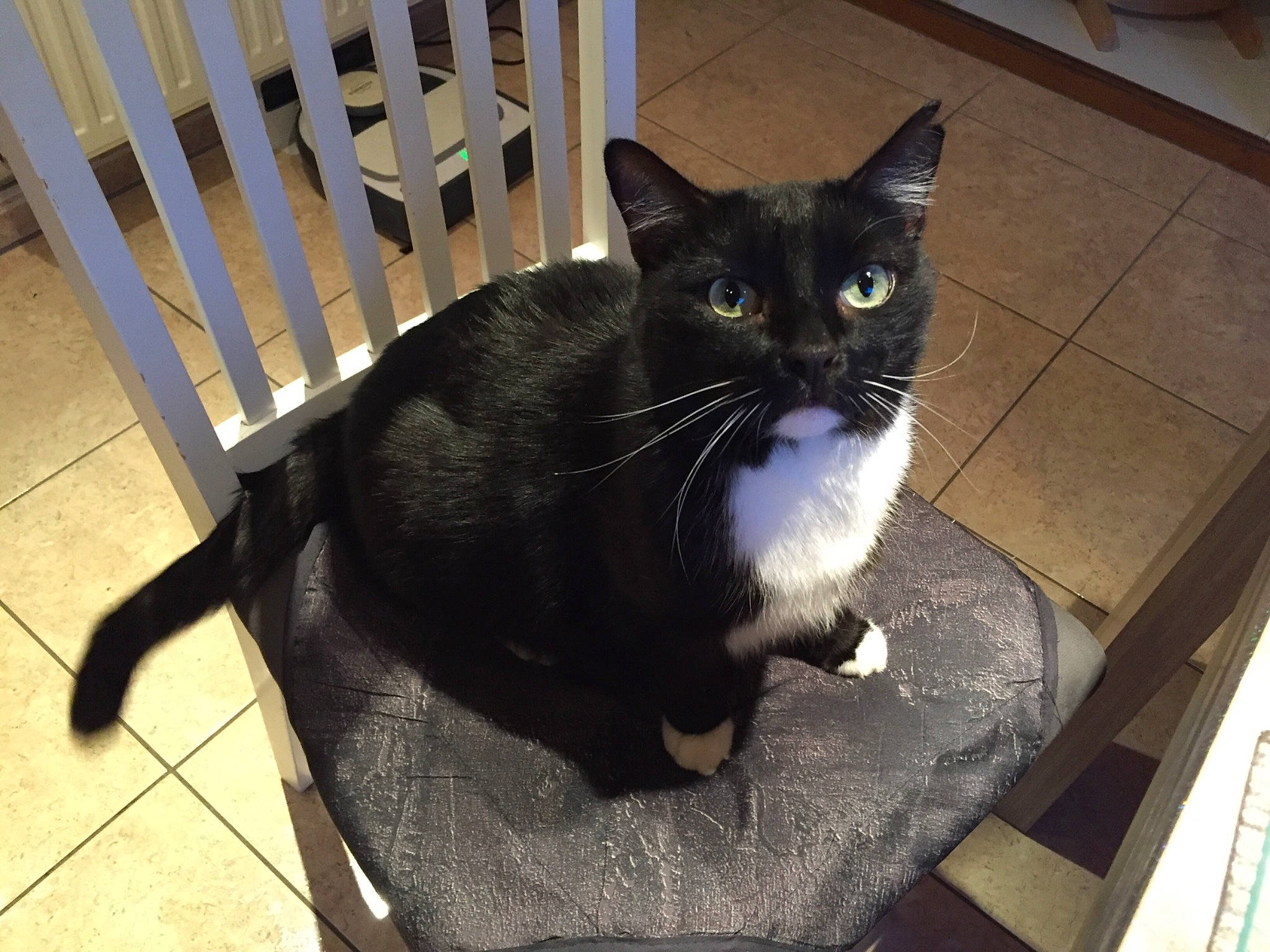 Curtis participe au concours pour gagner de l'argent avec cette photo : asian, black_cat, burmese, carnivore, cat, domestic_short_haired_cat, european_shorthair, felidae, fur, kitten, mammal, small_to_medium_sized_cats, tail, whiskers